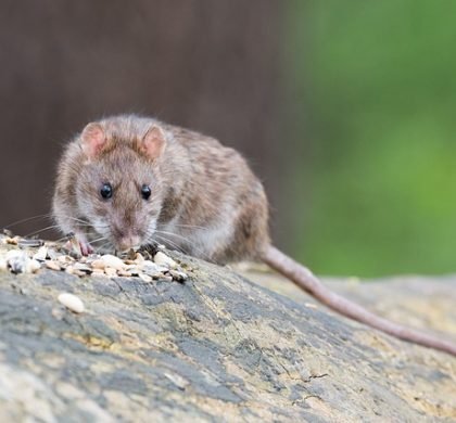 Rats In The Attic: Worse Than You Thought