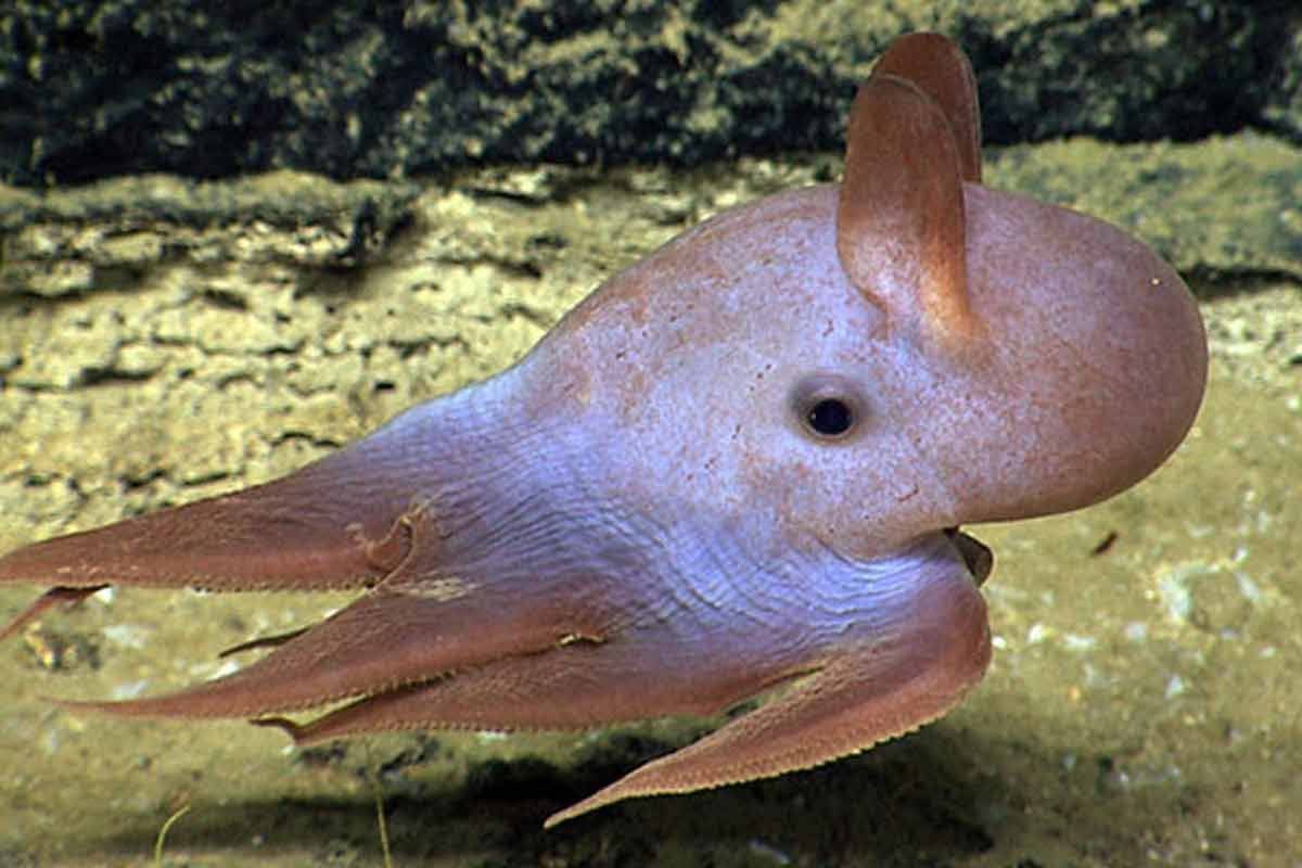Dumbo Octopus