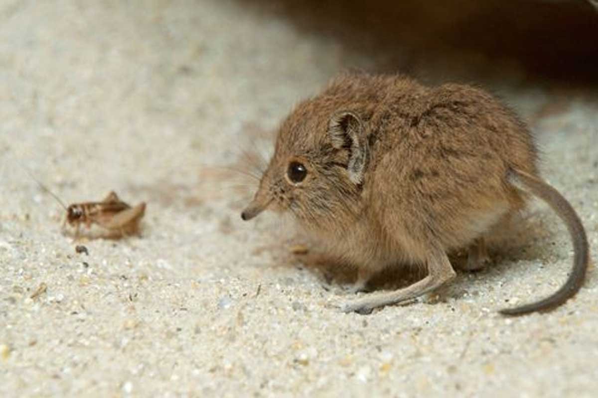 Elephant shrew