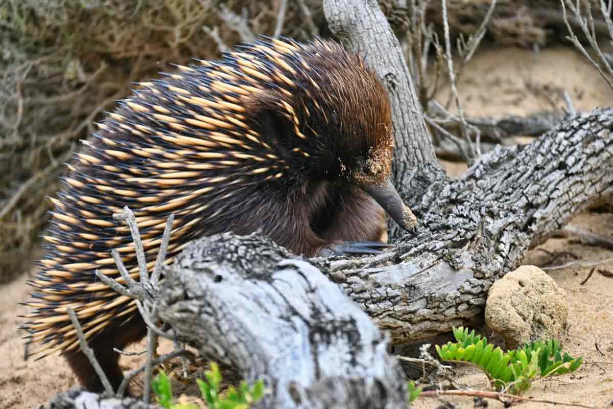 Long Beaked Echidna