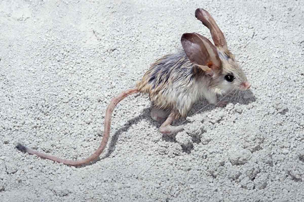 Long Eared Jerboa