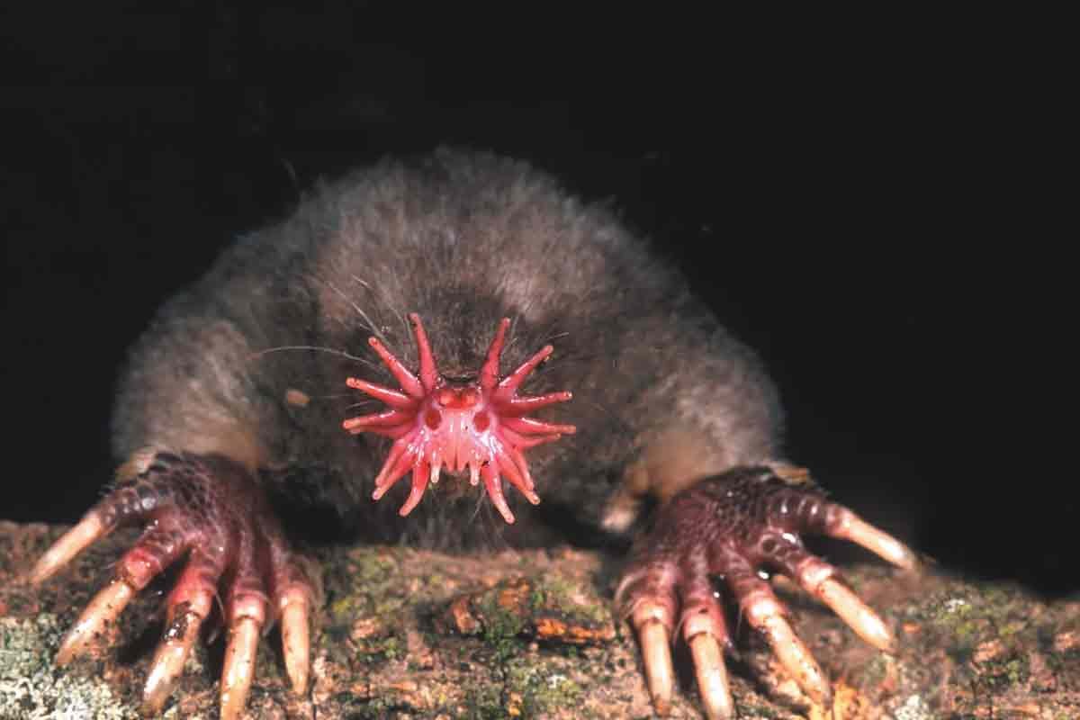 Star Nosed Mole