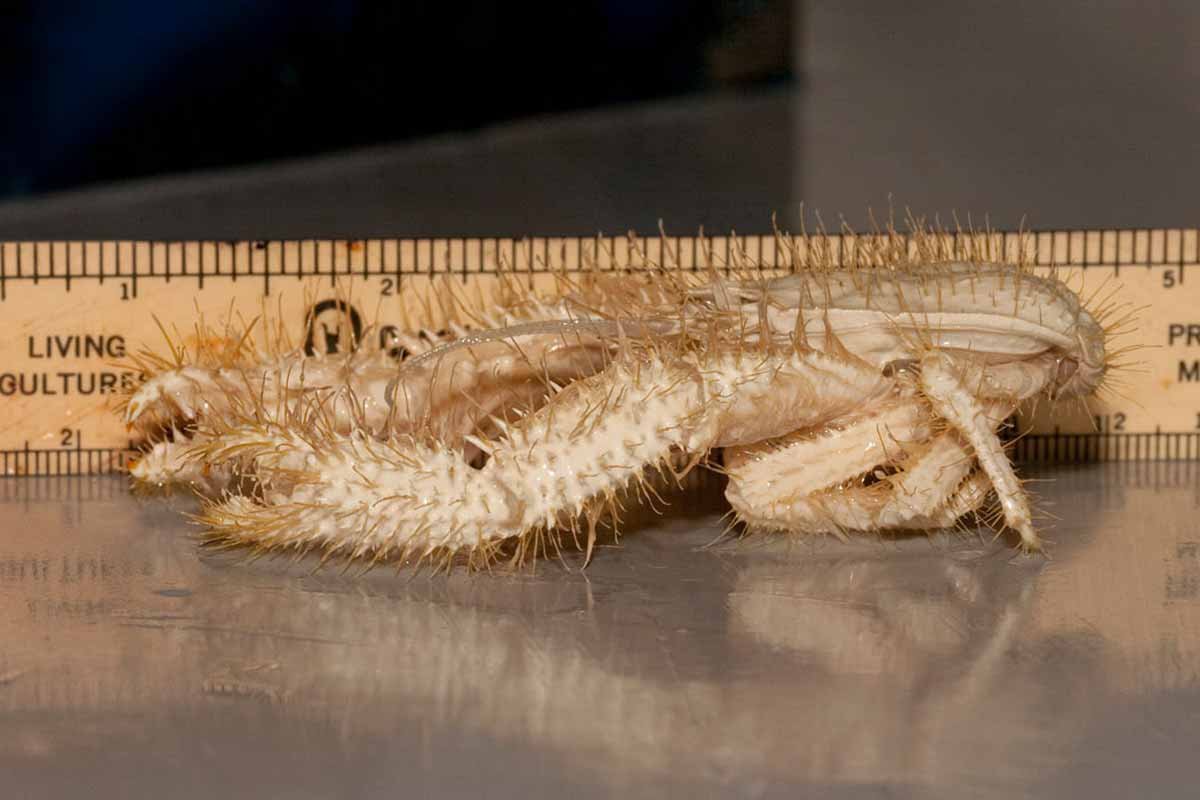 Yeti Crab