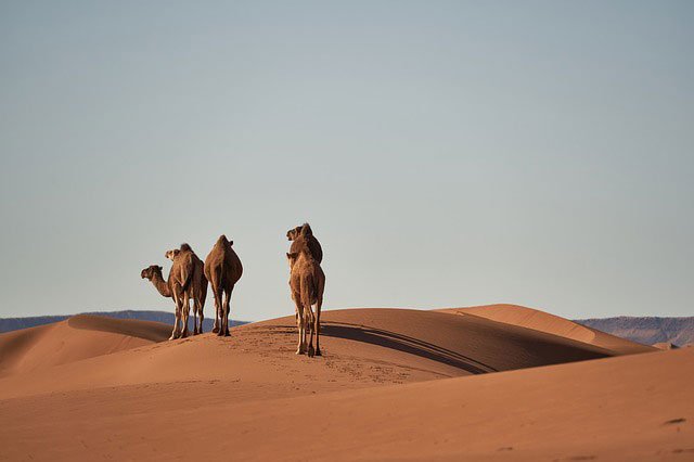 Desert Lifestyle