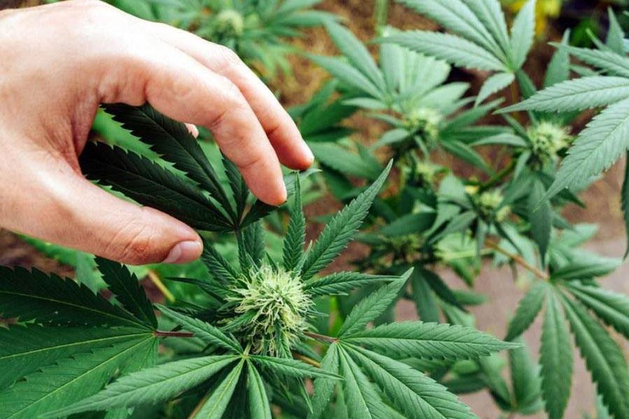 Difference of THC Weed