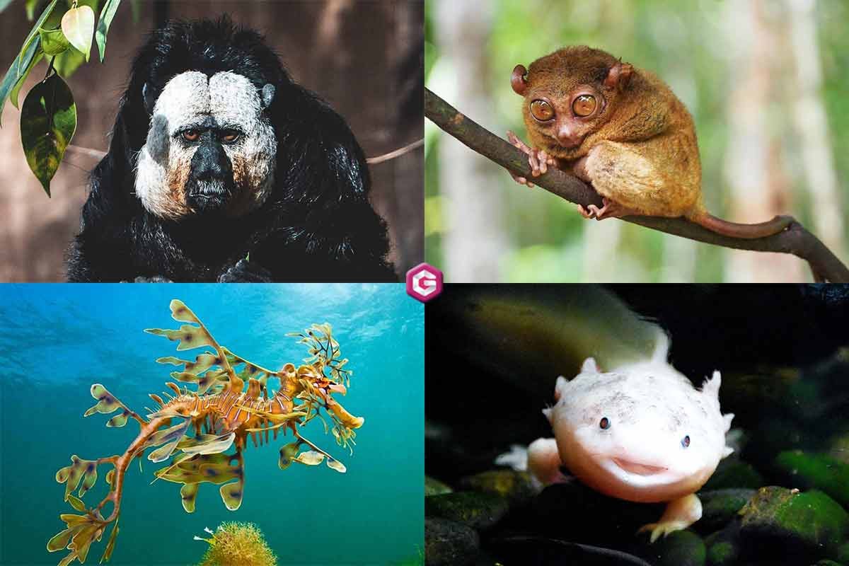 Weird Animals