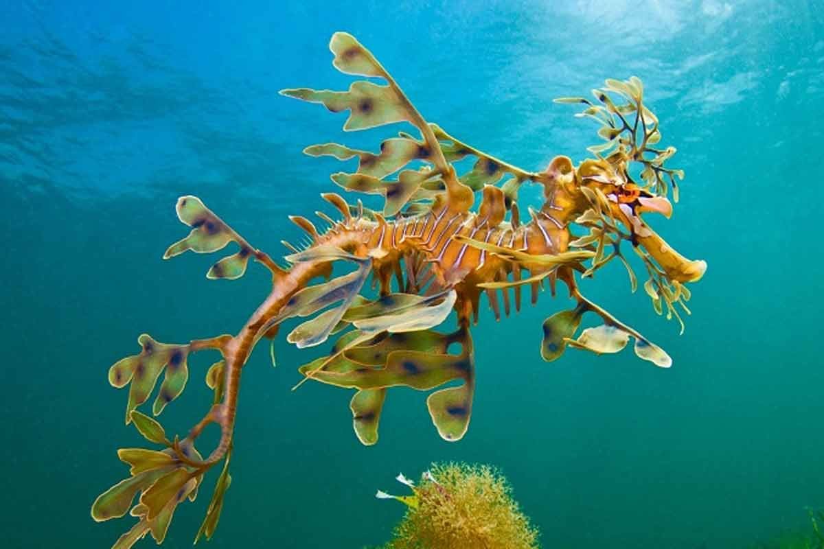 Leafy Seadragon