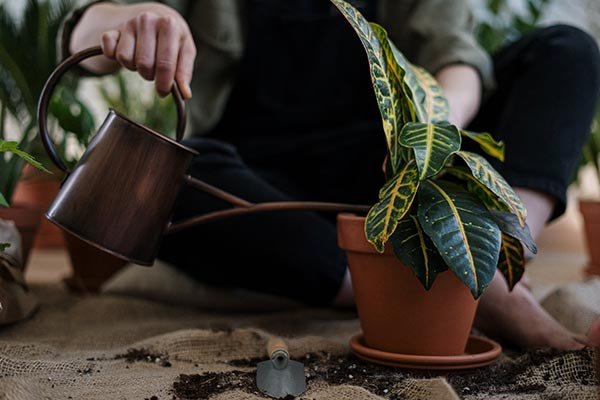 planting your favorite flower